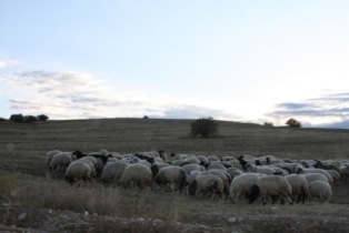 Koyun Yetiştiriciliği Projesine Her şeyi Önceden Planlayarak Girdim