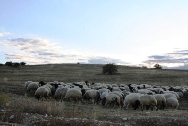 Koyun Yetiştiriciliği Projesine Her şeyi Önceden Planlayarak Girdim